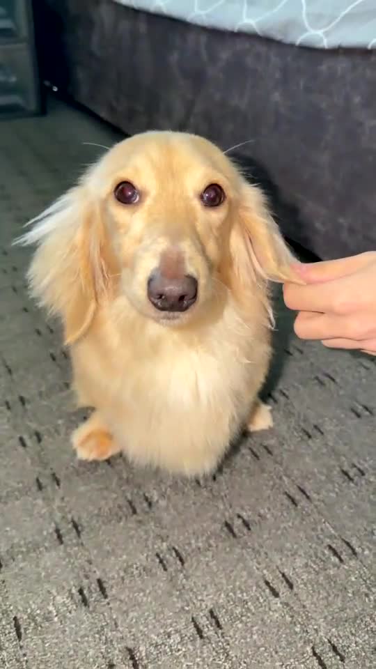 Dachshund dogs for stud: Long haired cream miniature dachshund for stud - Video 1