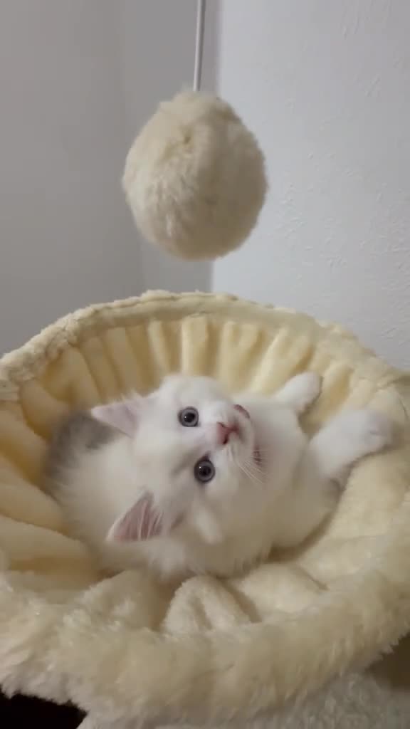 Mixed Breed cats for sale: Gorgeous British Short Hair mixed with Ragdoll in Enfield - Video 2