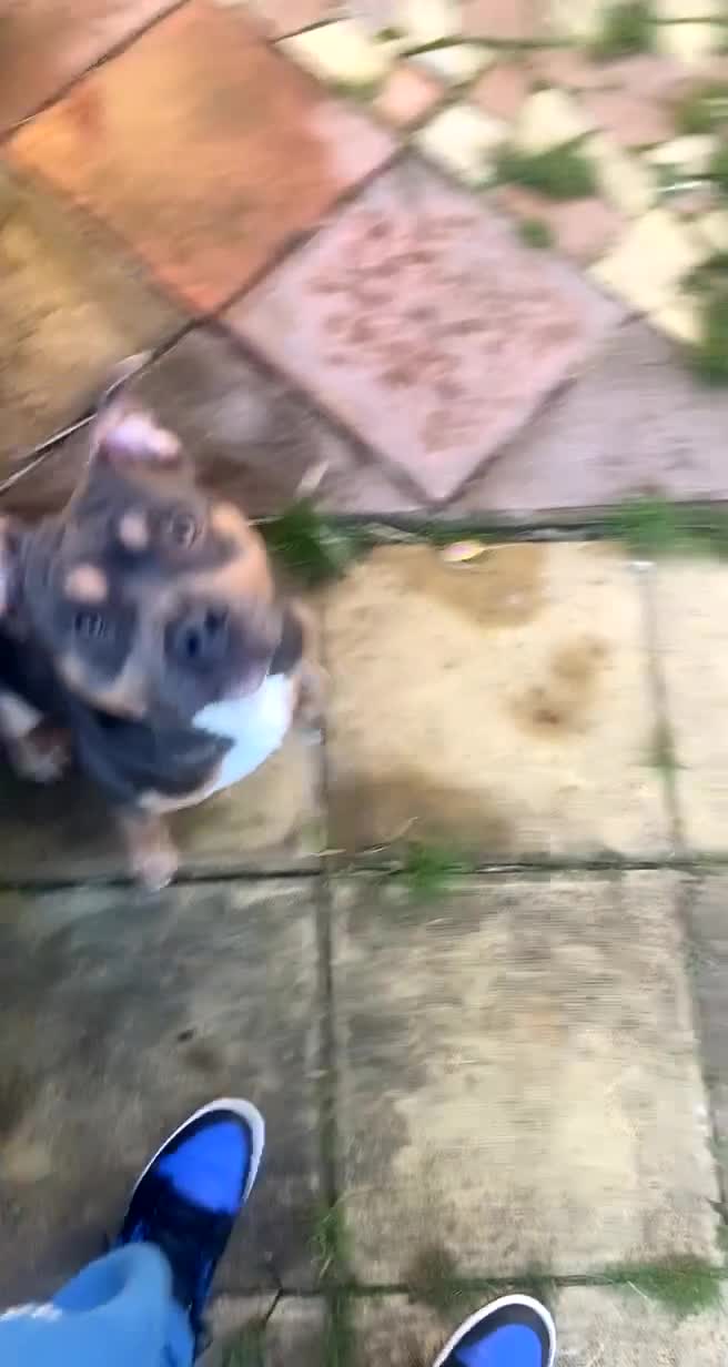 American Bull Staffy dogs for stud: AMERICAN STAFFORDSHIRE TERRIER AT STUD  in Bath - Video 1