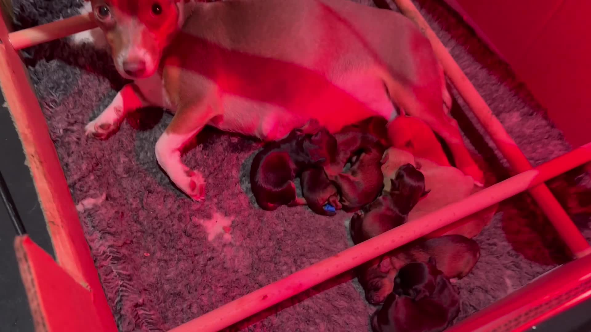 Jackapoo dogs for sale: Much Wenlock Jackapoo puppies - Rare & Special - Video 1