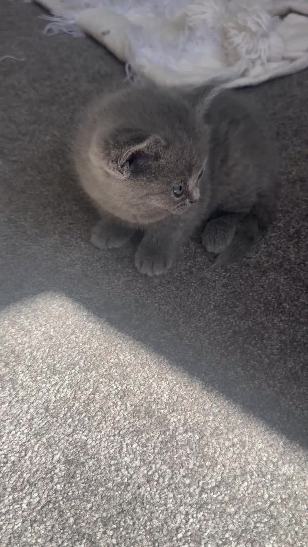 British Shorthair cats for sale: 2 male bSH kittens - Video 1