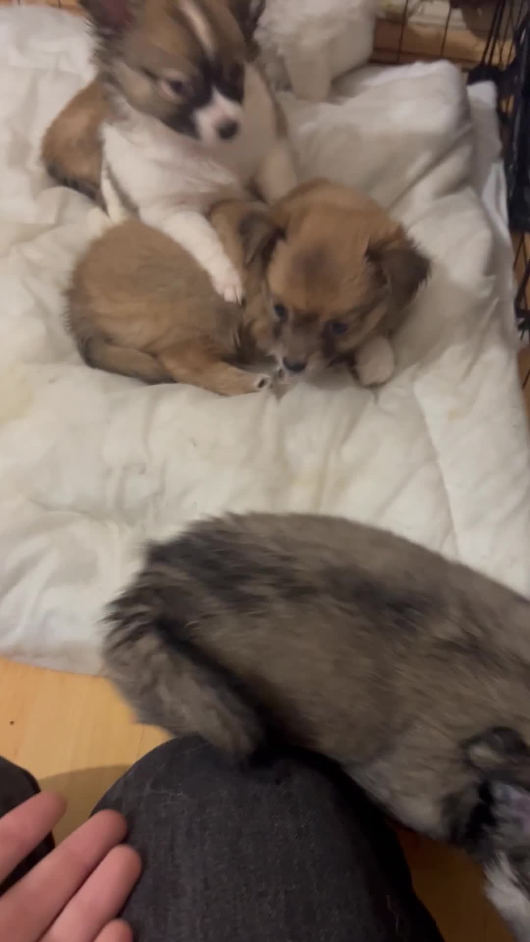 Chihuahua dogs for sale: 5 teacup chihuahua puppies - Video 1