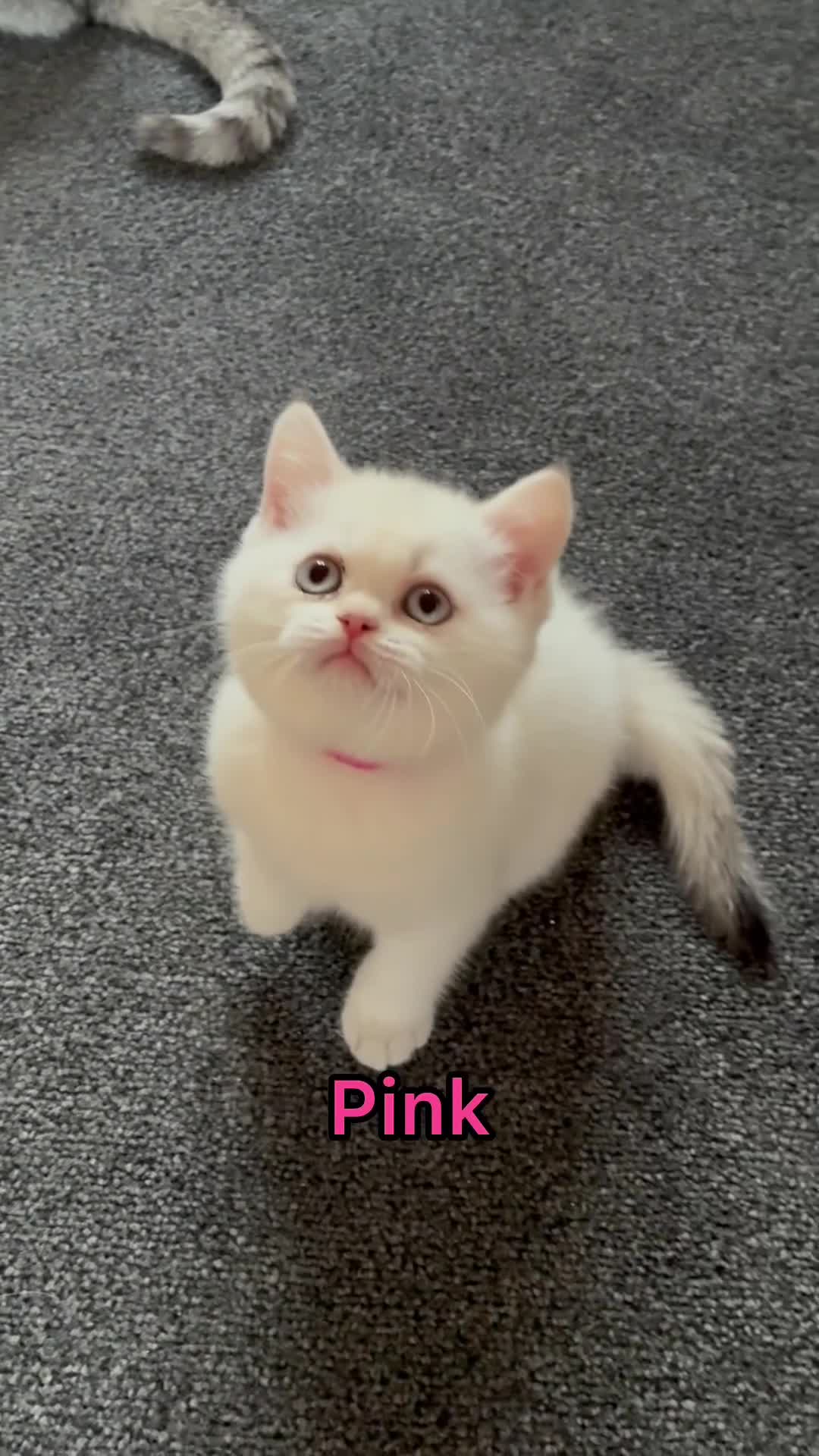 British Shorthair cats for sale: Stunning GCCF Gold/Silver Tipped BSH Kittens - Video 1