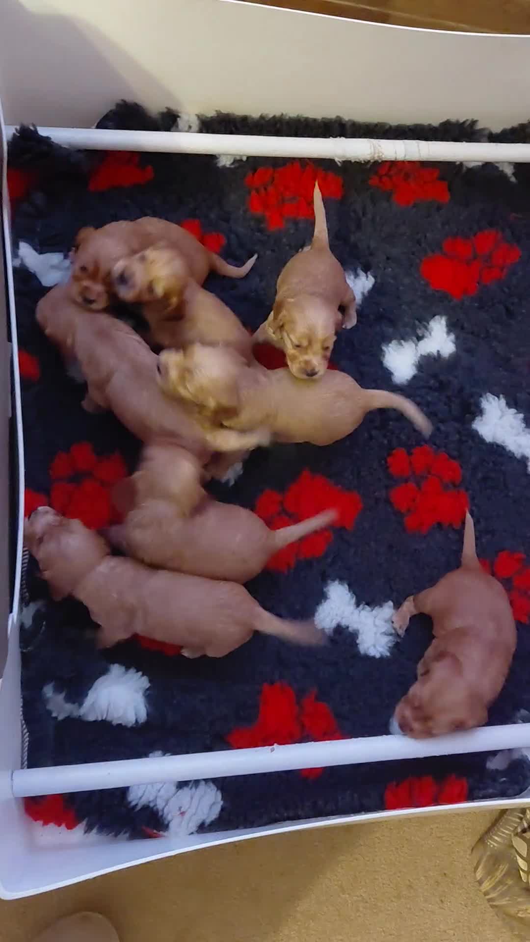 Cocker Spaniel dogs for sale: KC Golden Show Spaniels - Video 2