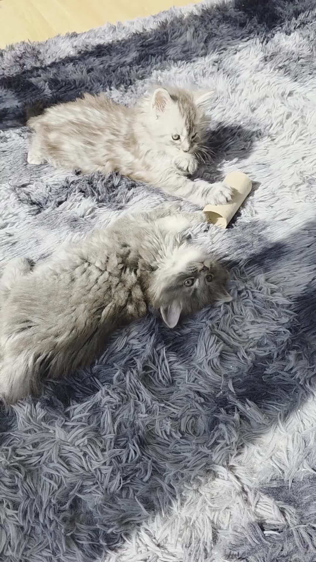 Maine Coon cats for sale: Stunning pure maine coons 1 boy and 1 girl left  - Video 3