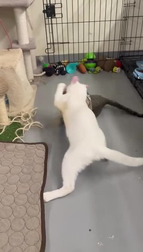 Mixed Breed cats for adoption: PIKA-PARKER SHORT HAIRBREED THAT LOOSE LITTLE HAIR - Video 1