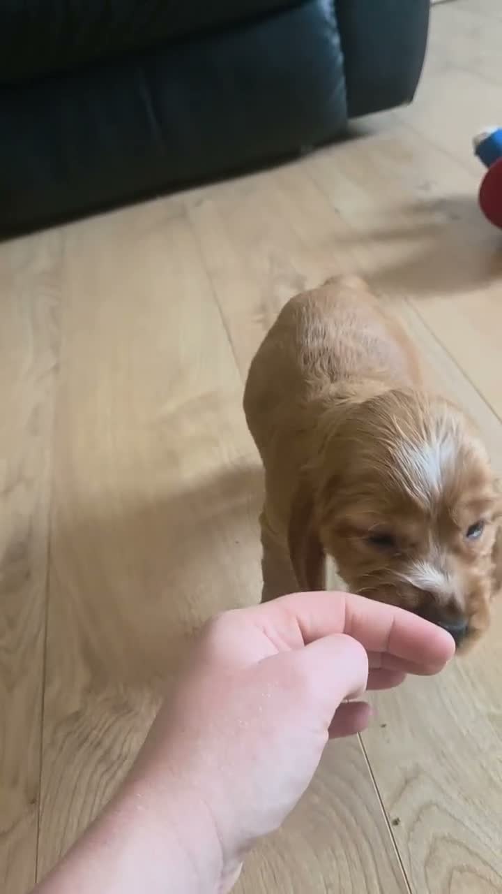 Cocker Spaniel dogs for sale: Stunning show cocker pups  - Video 2