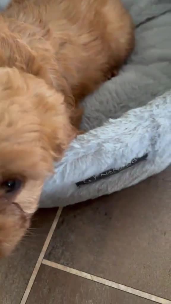 Cavapoo dogs for sale: Fl cavapoos in Evesham - Video 2