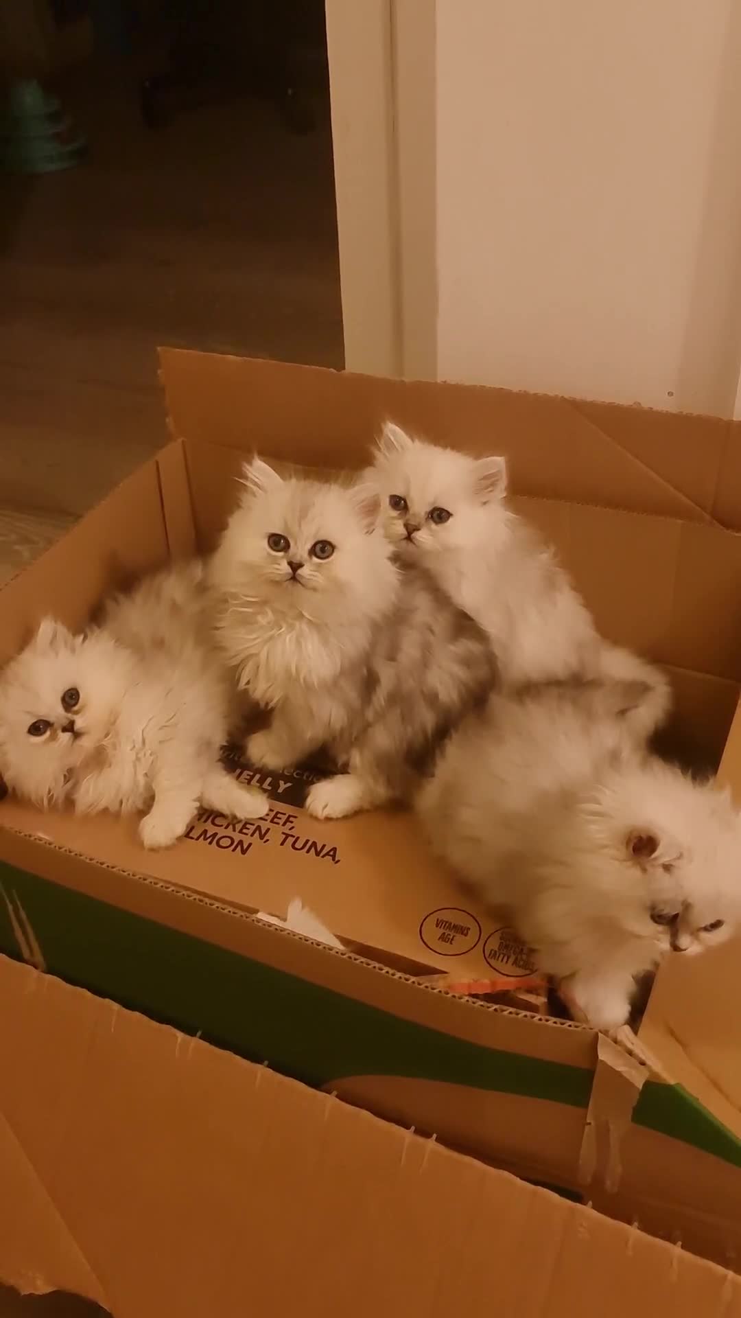 Persian cats for sale: READY NOW! Persian chinchilla kittens - Video 1