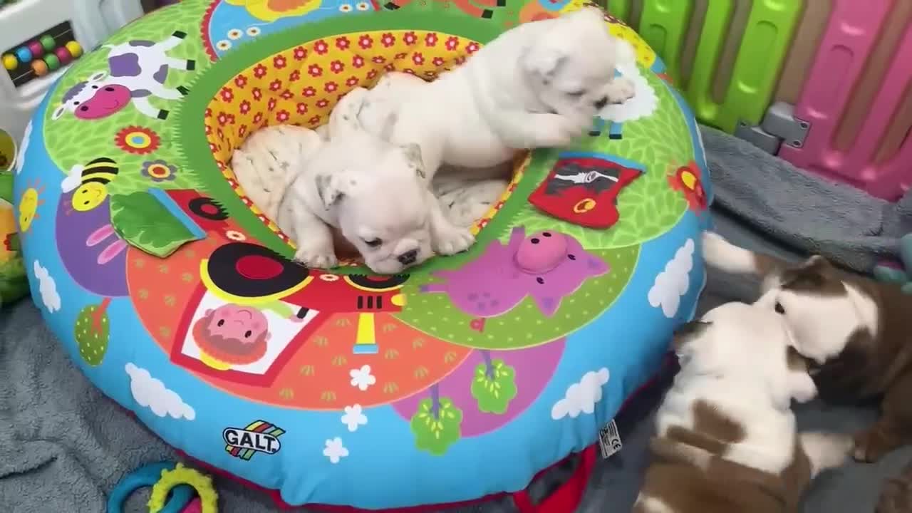 English Bulldog dogs for sale: ** PUREBRED STANDARD COLOUR BULLDOG PUPPIES** - Video 2