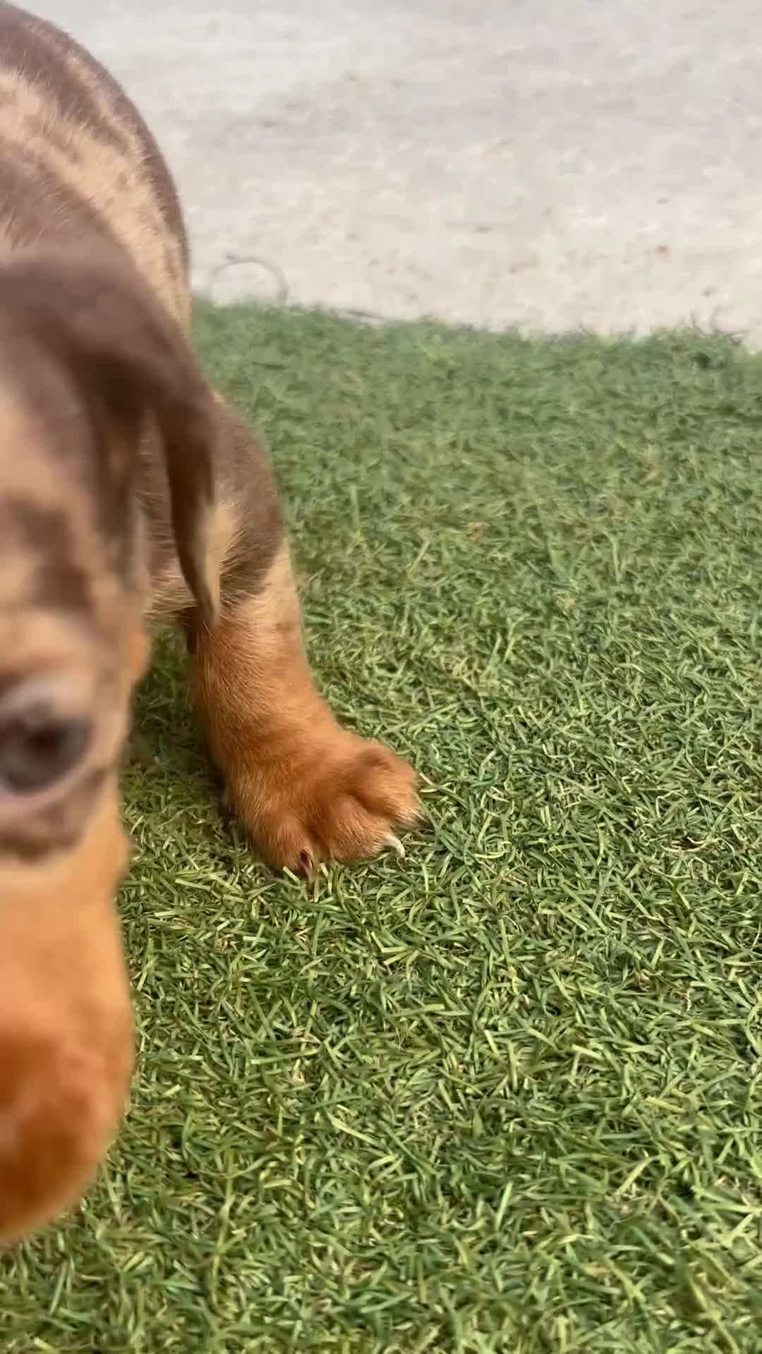 Miniature Dachshund dogs for sale: Miniature dachshund puppy’s TO LEAVE NOW in Luton - Video 1