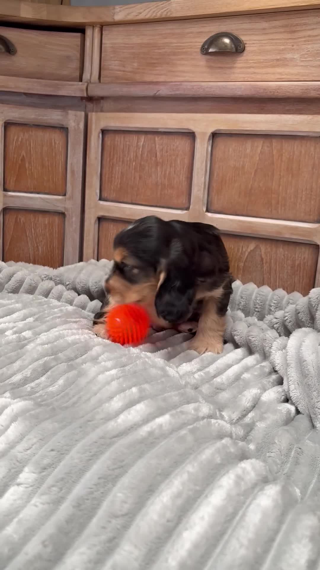 Cocker Spaniel dogs for sale: Show Cocker Spaniels - Video 1