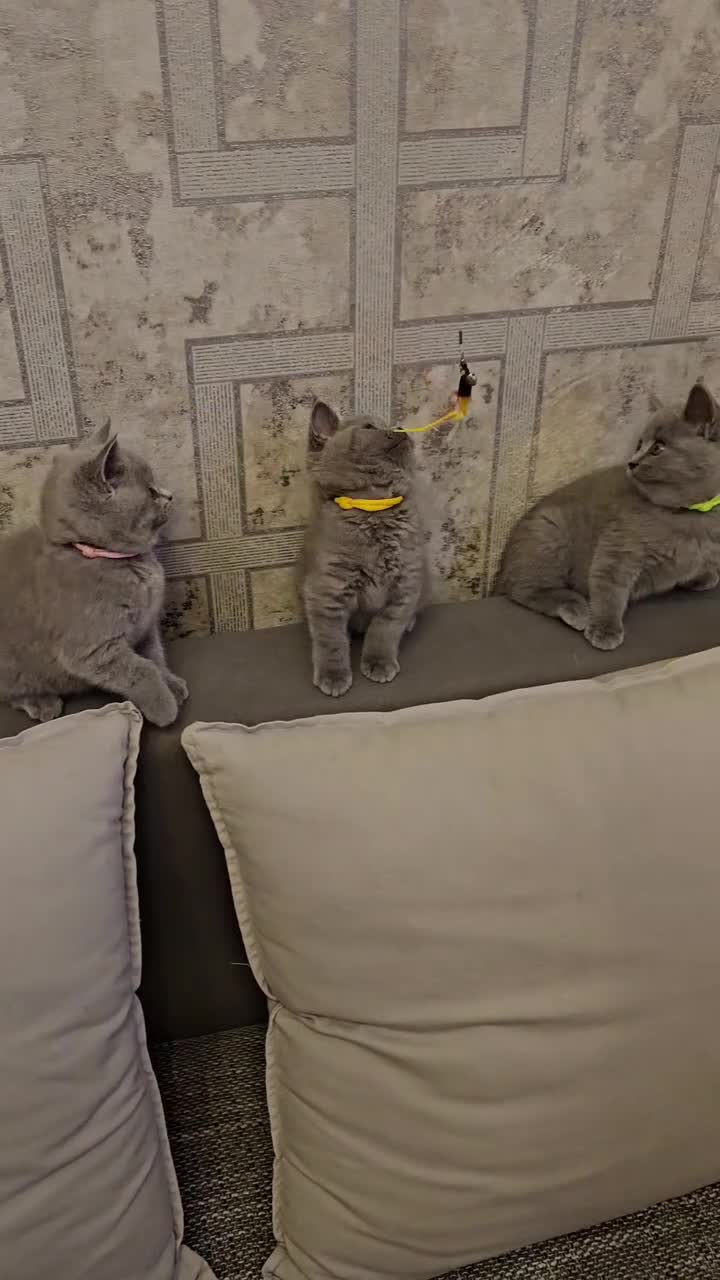 British Shorthair cats for sale: British Blue Shorthair kittens, GCCF pedigree - Video 1