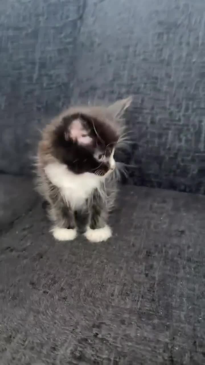 Mixed Breed cats for sale: Twin chocolate fluffys & 3 fluffy tuxedos🤍 - Video 1
