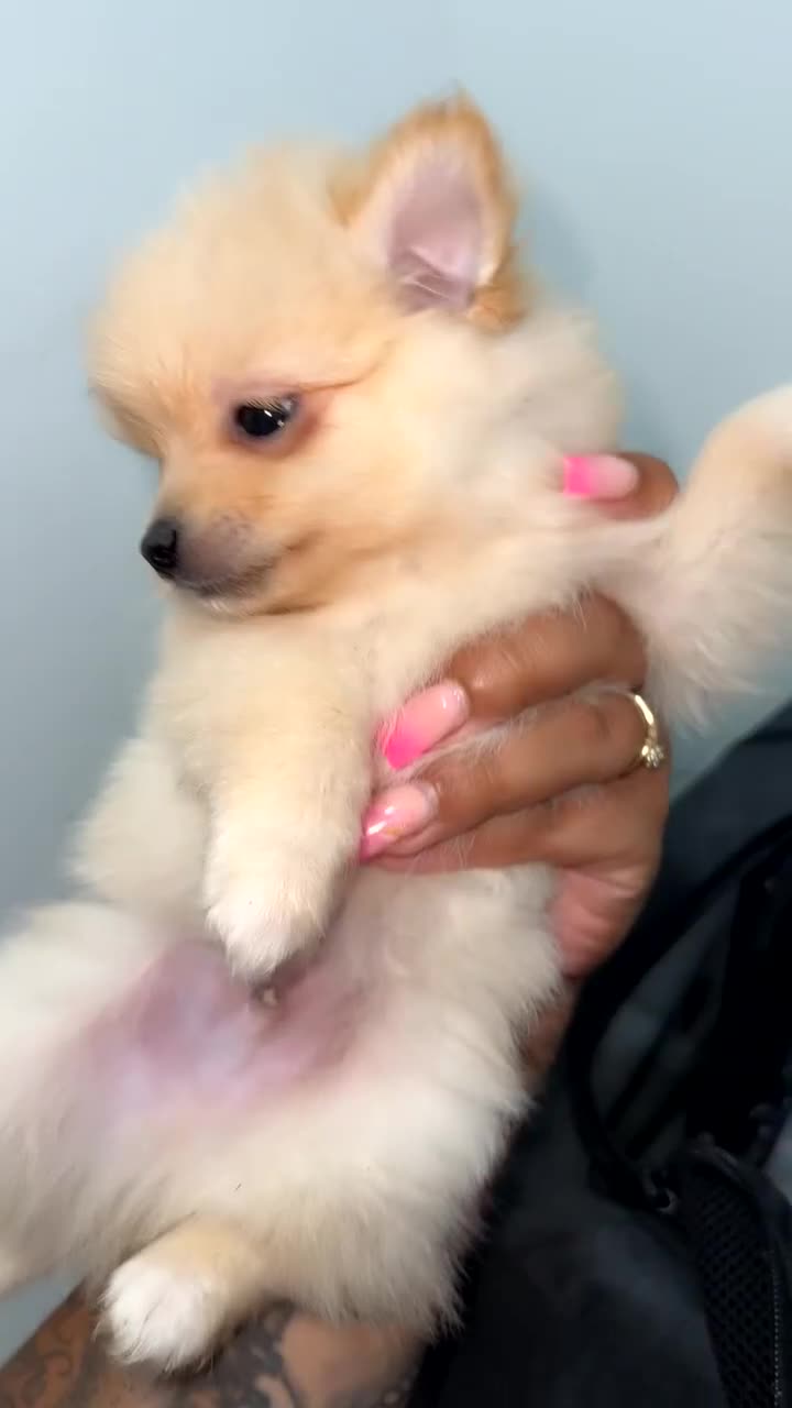 Pomeranian dogs for sale: Two Adorable Pomeranian Boys Still Available!  - Video 1