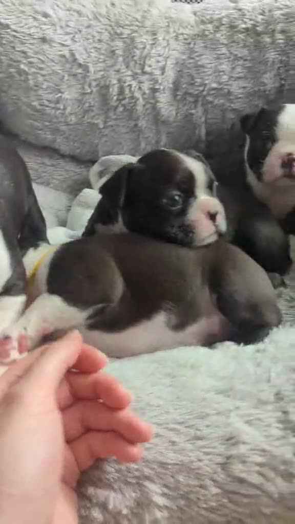 Boston Terrier dogs for sale: Beautiful Boston Terrier Puppies For Sale - Video 2