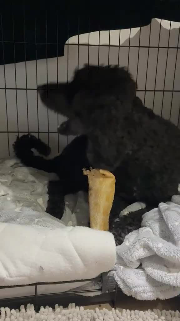 Miniature Poodle dogs for adoption: ❤️🐶 CHARLIE – Sweet, Lively Girl Ready for Home in Stoke-on-Trent - Video 4