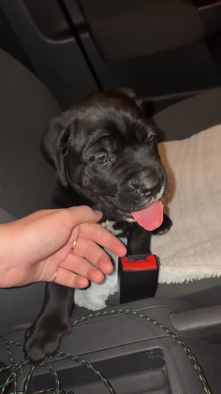 Cane Corso dogs for sale: 2 big cane Corso girls left ! Ready to go now  - Video 2
