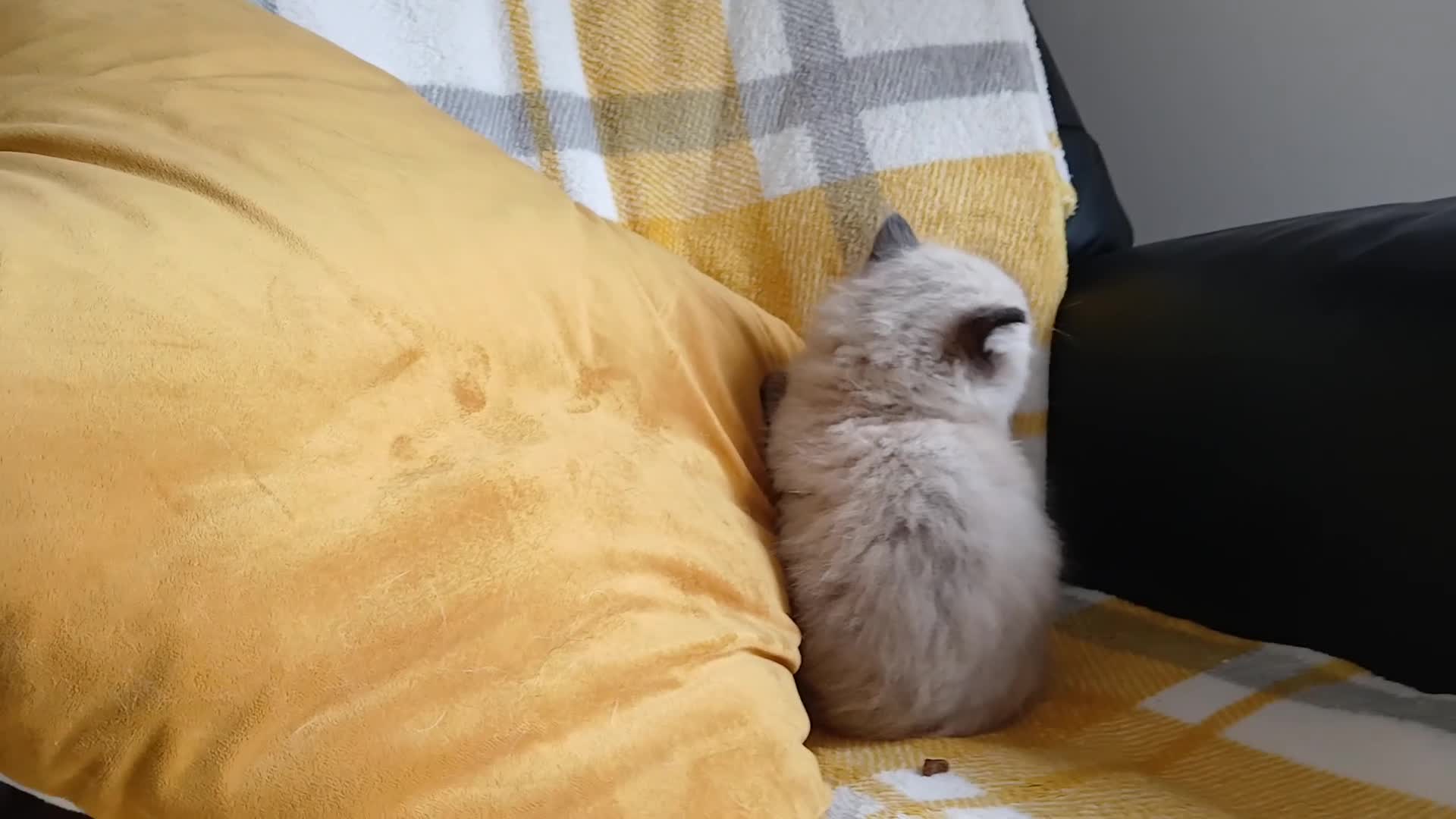 Ragdoll cats for sale: GCCF Ragdoll kittens available 28th June.  - Video 1