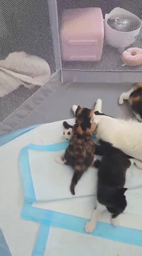 Mixed Breed cats for sale: RESERVE NOW - 3 Adorable Kittens - Video 1