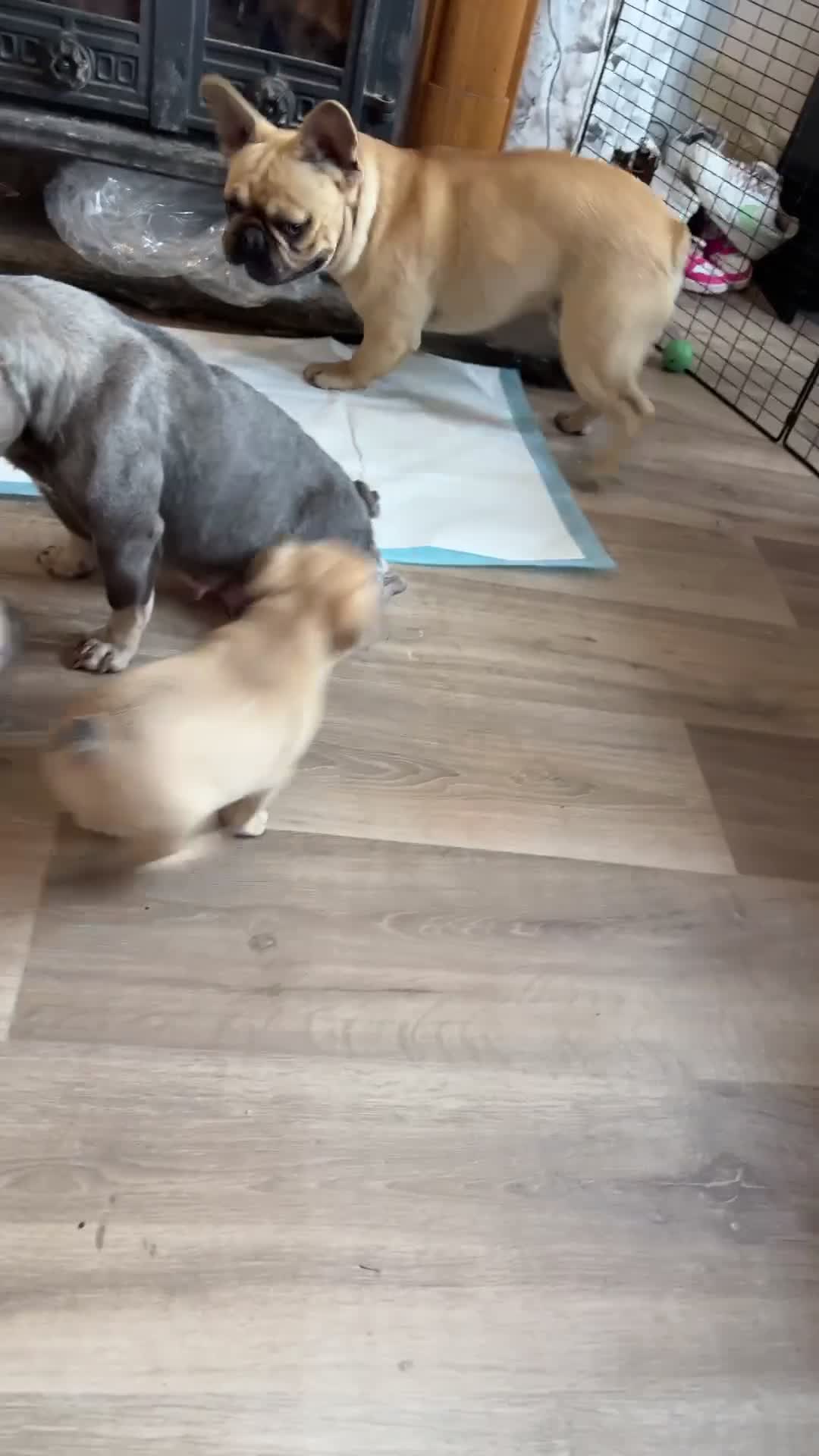 French Bulldog dogs for sale: Beautiful French bulldog puppys - Video 1