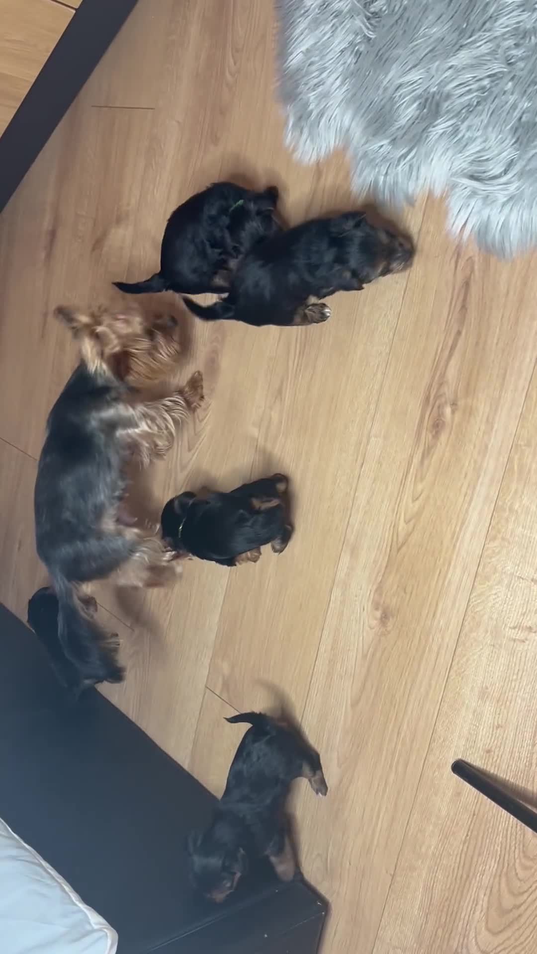 Yorkshire Terrier dogs for sale: Tiny Yorkshire Terriers - Video 1