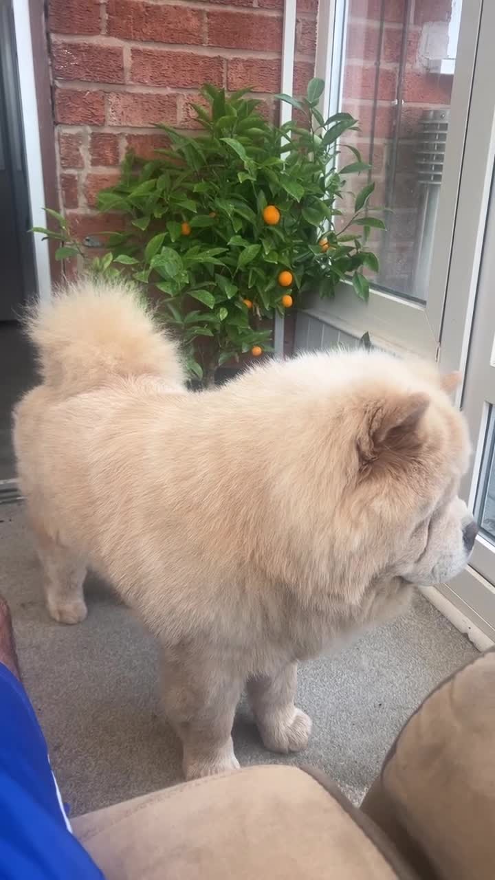 Chow Chow dogs for stud: Cream KC Chow Chow - 100% Proven Stud - Video 2