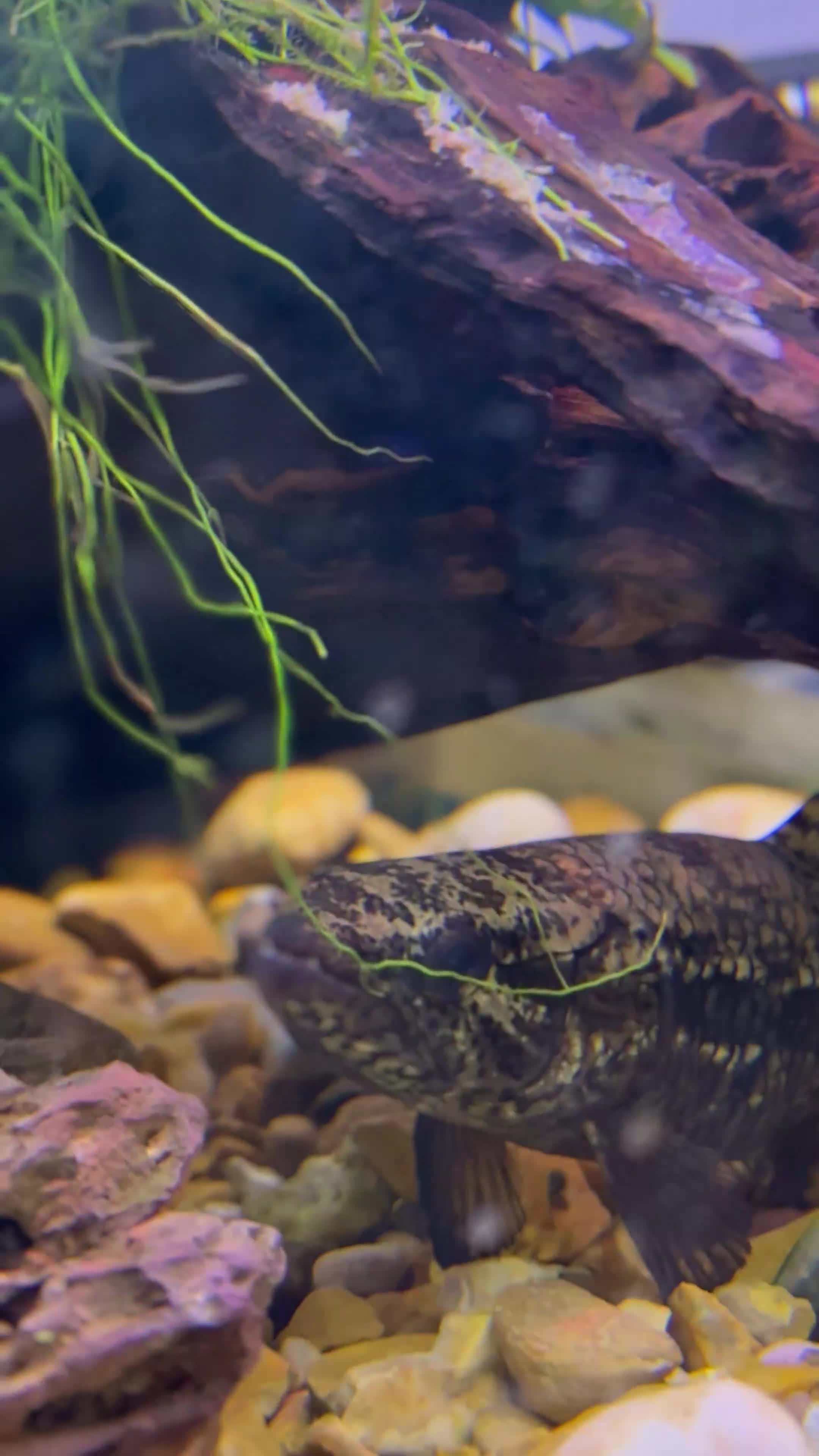 Other/Mixed Breed fish for sale: Black wolf fish (Hoplias curupira) - Video 2