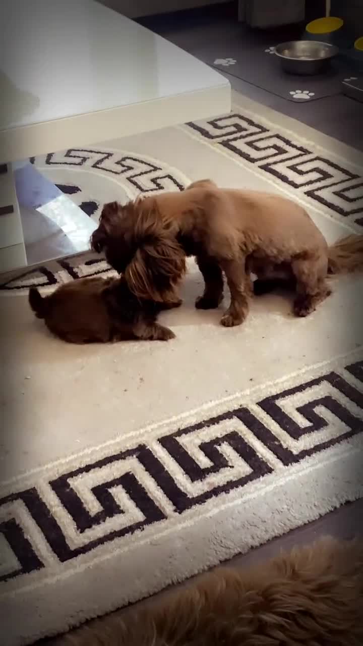 Shih Tzu dogs for sale: Imperial chocolate Shih-Tzu Puppy - Video 4