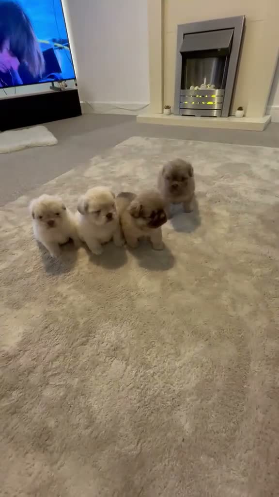French Bulldog dogs for sale: Fluffy french bulldogs  - Video 1