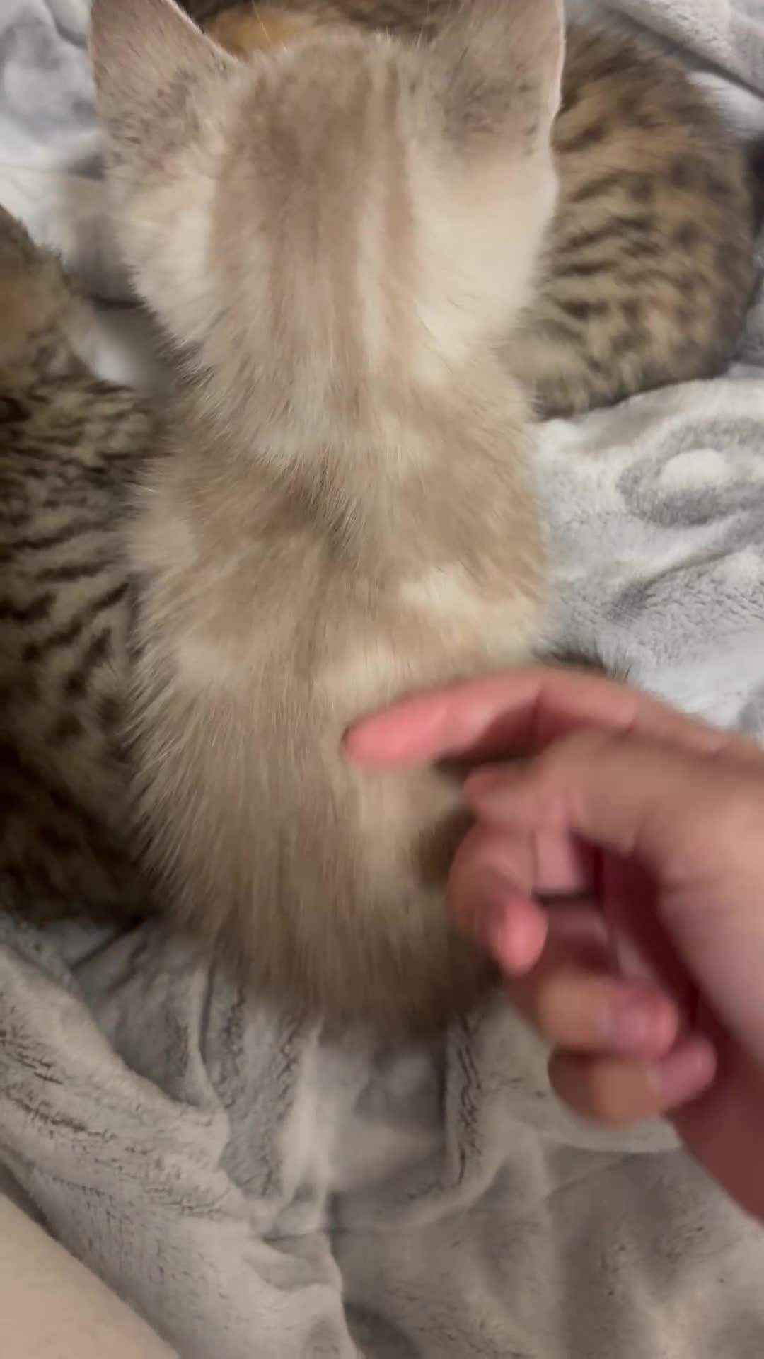 Bengal cats for sale: Snow bengal cross tabby kittens OPEN TO OFFERS - Video 2