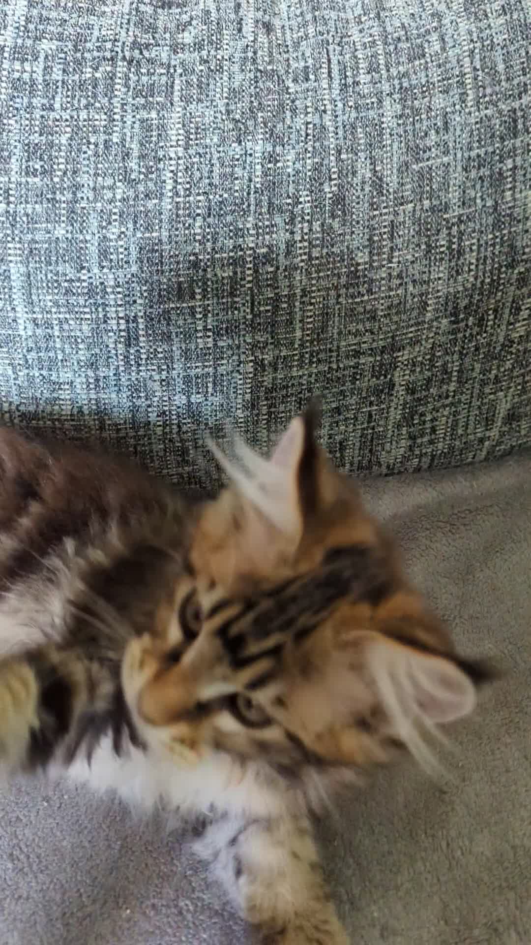 Maine Coon cats for sale: SOLD***** Stunning big boy seeking a new lap - Video 2