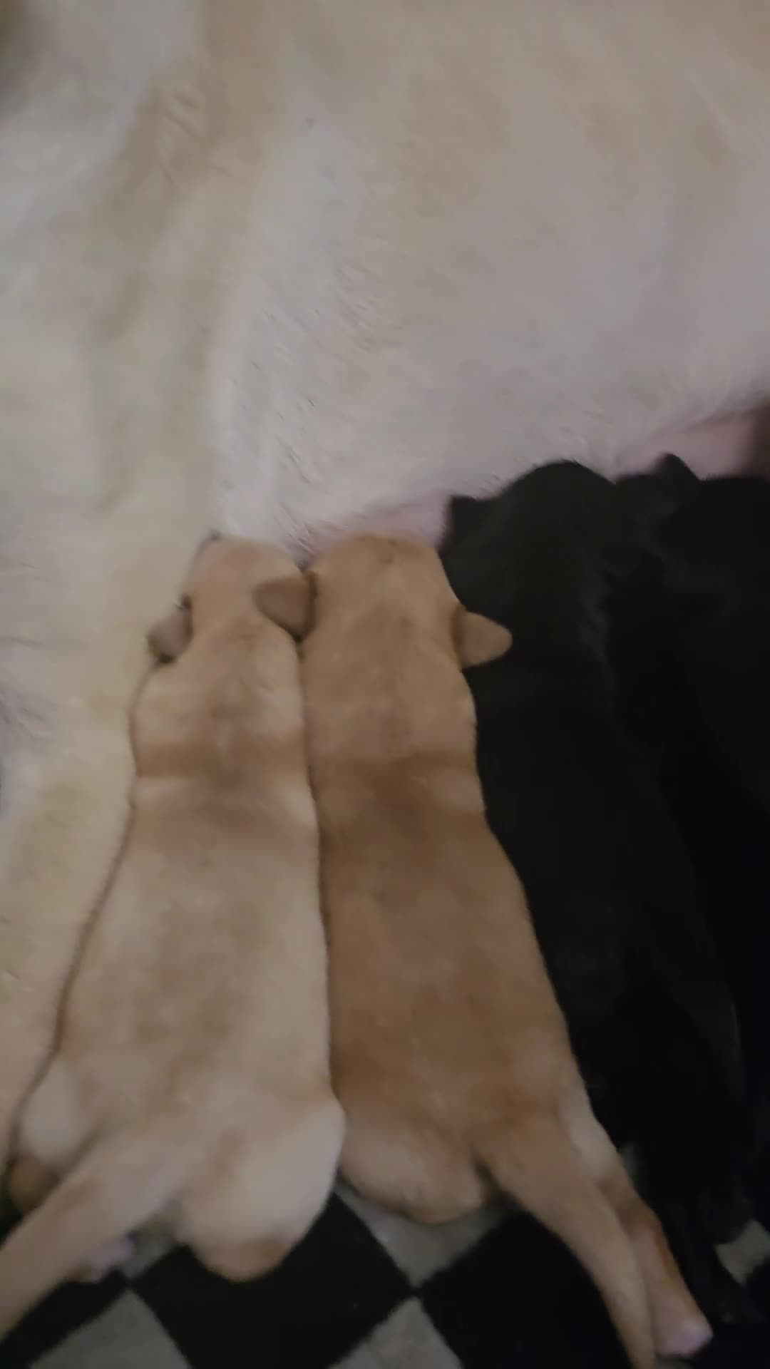 Labrador Retriever dogs for sale: Beautiful labrador retriever puppies  - Video 1