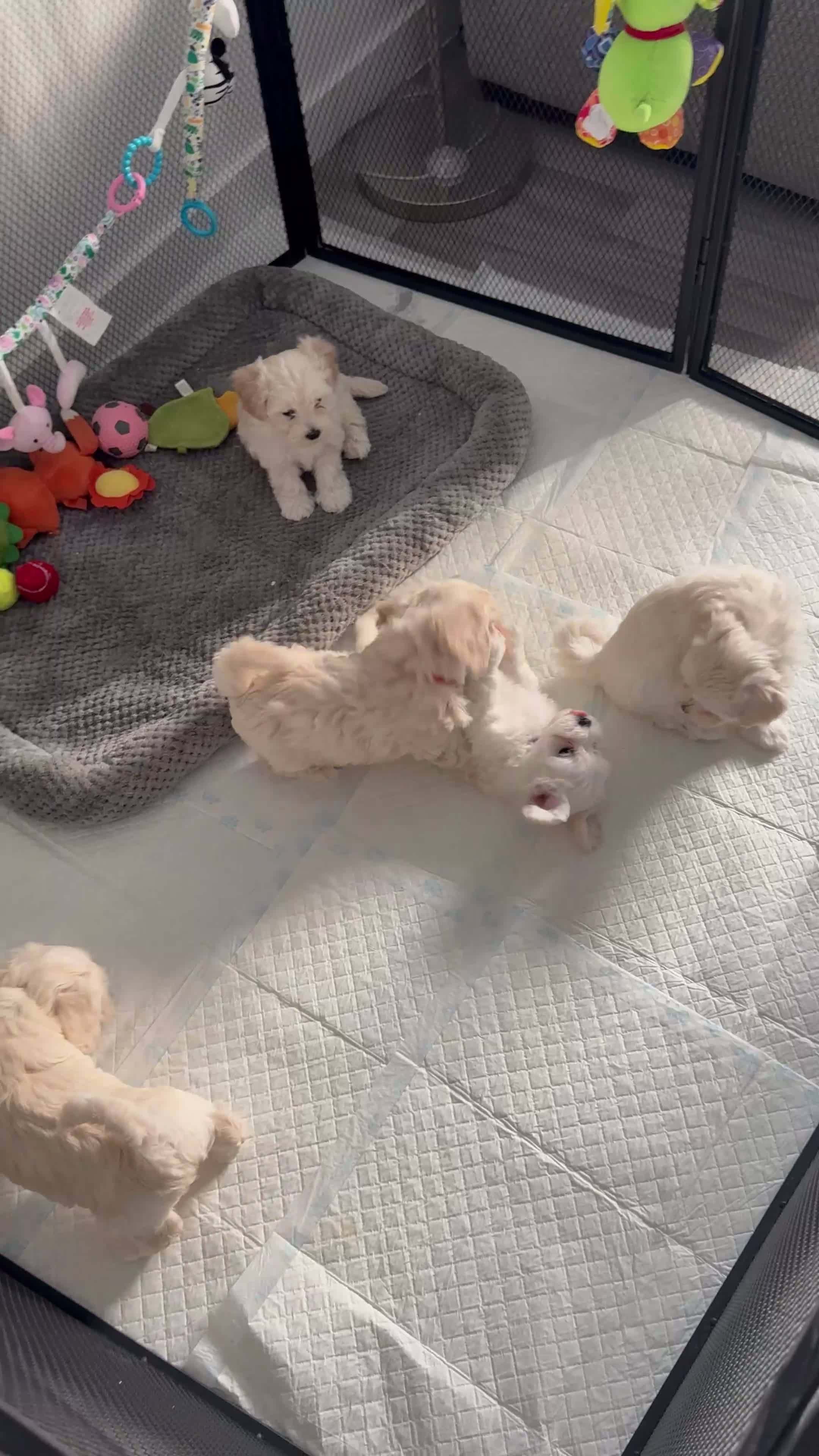 Maltipoo dogs for sale: Stunning Maltipoo Puppies  - Video 1