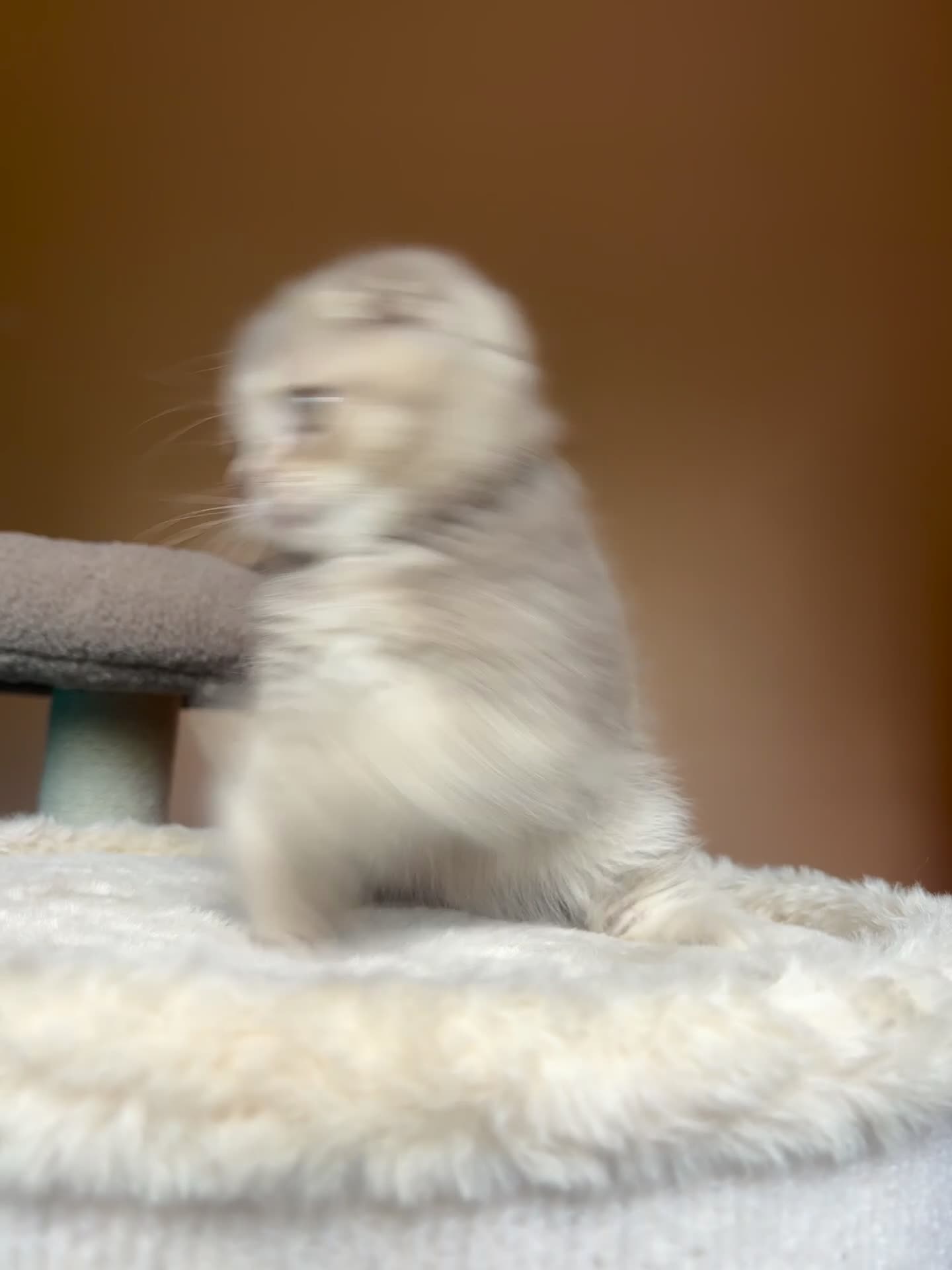 Scottish Fold cats for sale: Pedigree Adorable Scottish Fold Kittens  - Video 1