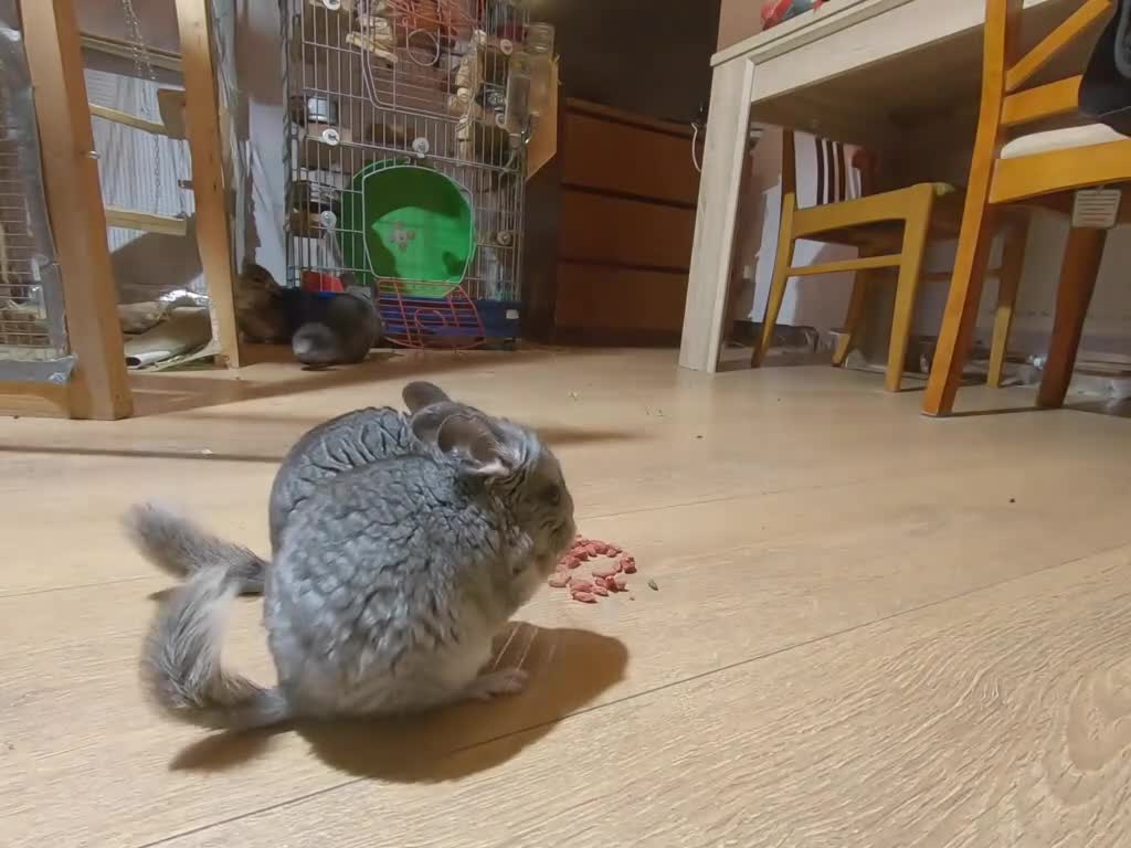 Chinchilla rodents for sale: Chinchilla kits in Mansfield - Video 2