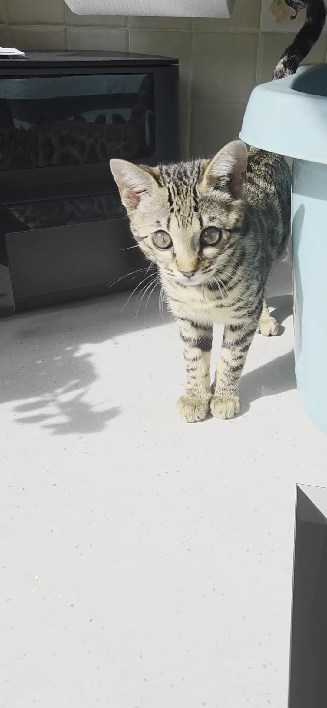 Bengal cats for sale: ✨️ READY TO LEAVE CHAMPION TICA BENGAL KITTENS 🔥 - Video 1