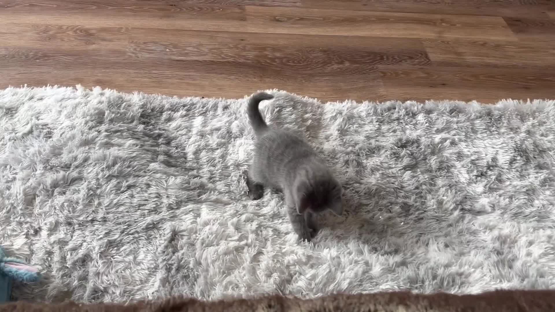 British Shorthair cats for sale: Grey British short hair  in Saint Austell - Video 1