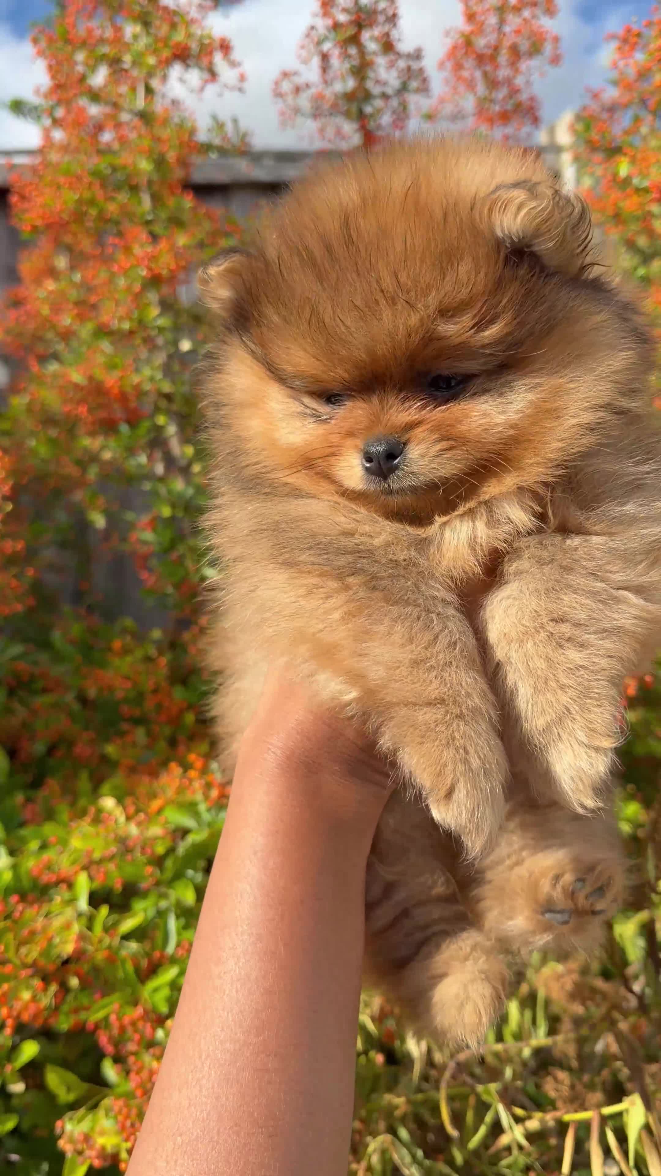 Pomeranian dogs for sale: Top quality teddy bear Pomeranian boys  - Video 2