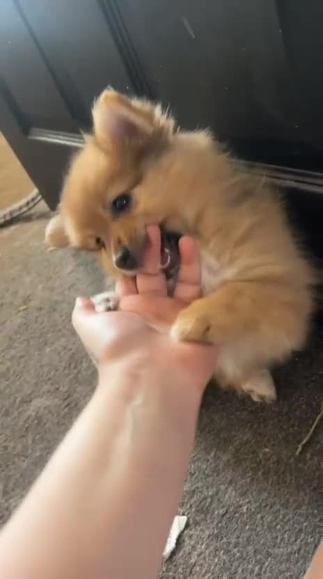 Pomeranian dogs for sale: Fox face pomeranians - Video 1