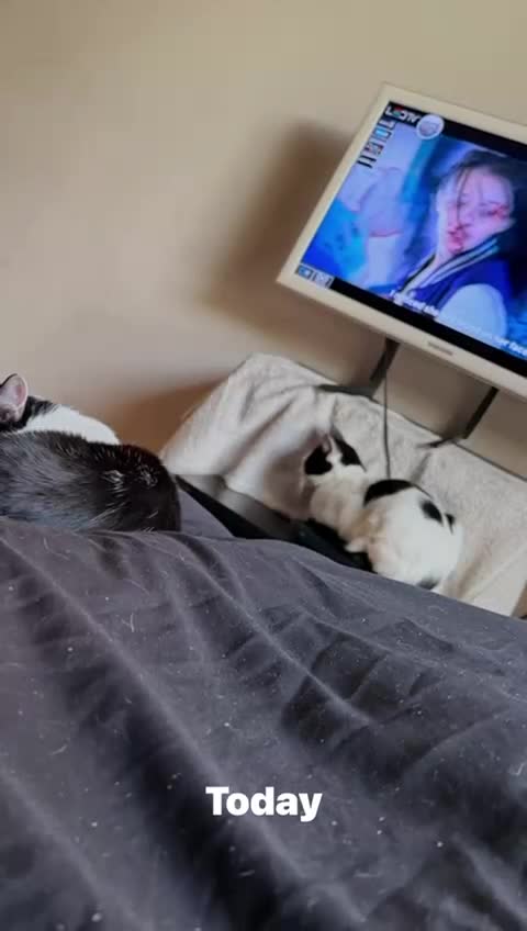 Mixed Breed cats for adoption: Bonded pair of kittens need new home - Video 1