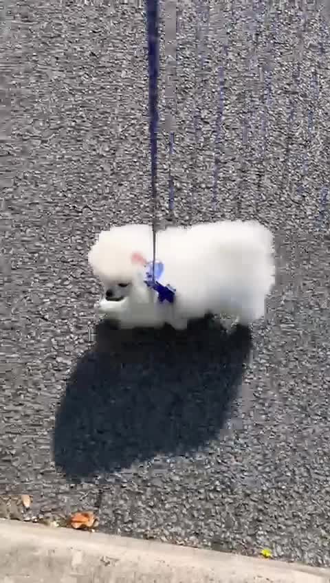 Pomeranian dogs for sale: Beautiful pure white male pomeranian  - Video 1