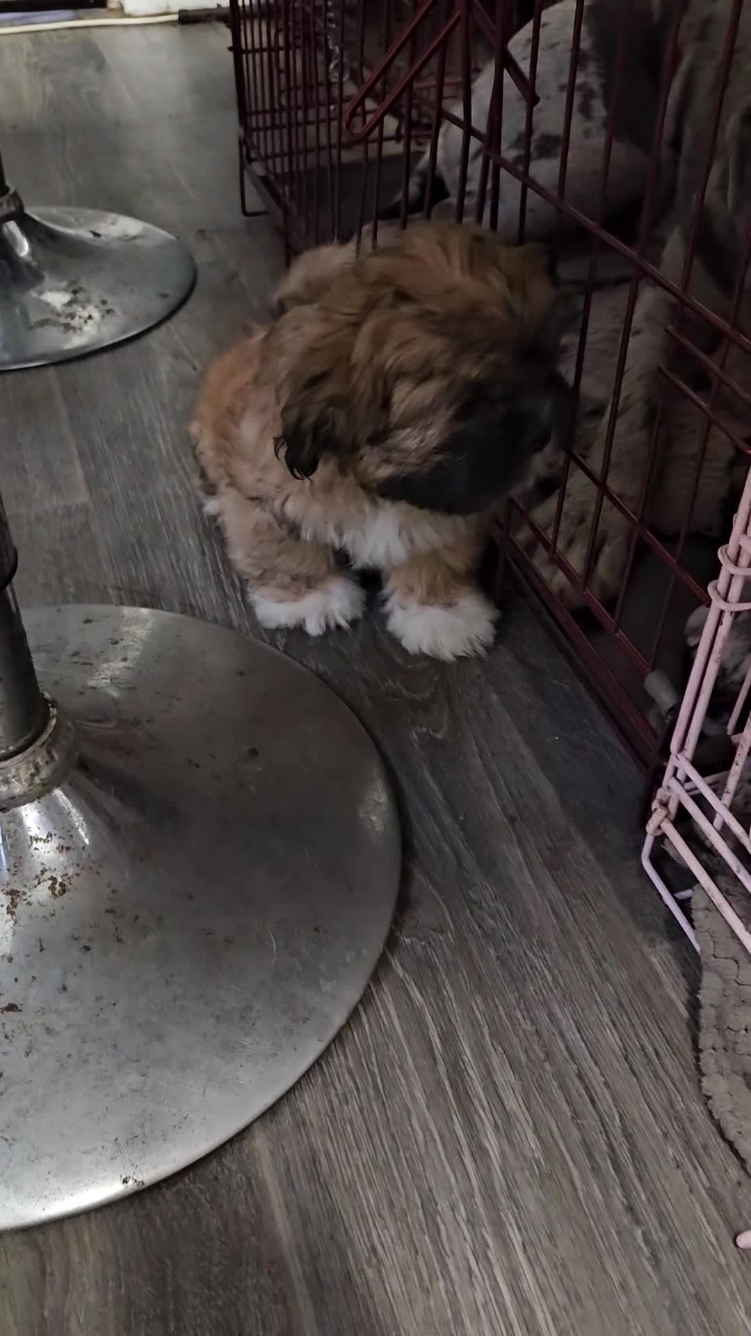 Lhasa Apso dogs for sale: Look 👀 stunning Lhasa Apso puppies. - Video 2