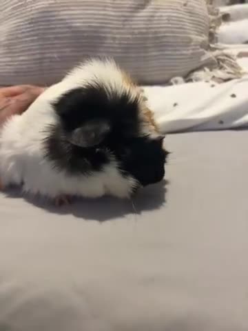 Guinea Pig rodents for sale: Guinea pigs brothers  - Video 1