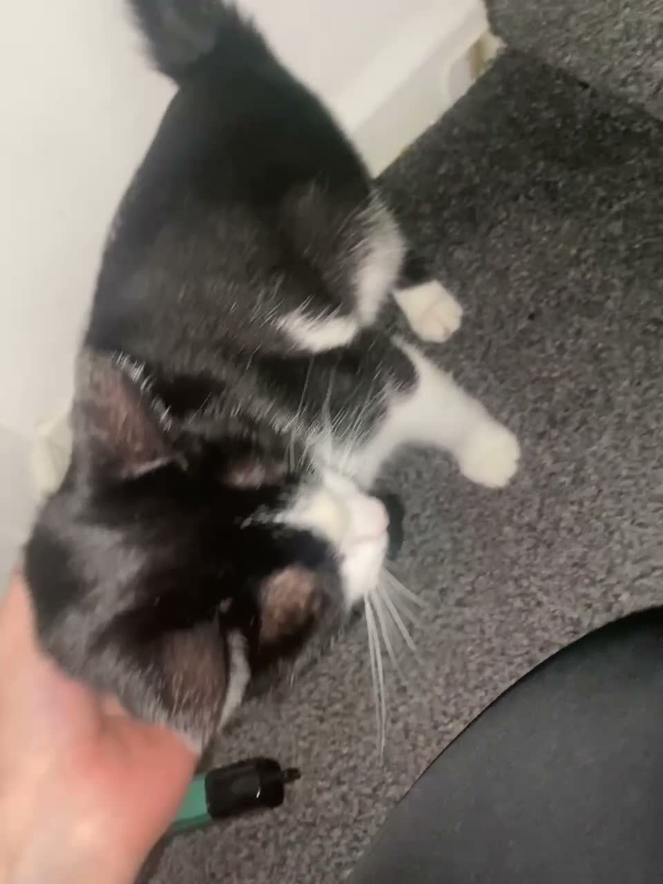 Domestic Shorthair cats for sale: Mia, 1 year old short haired domestic  - Video 1