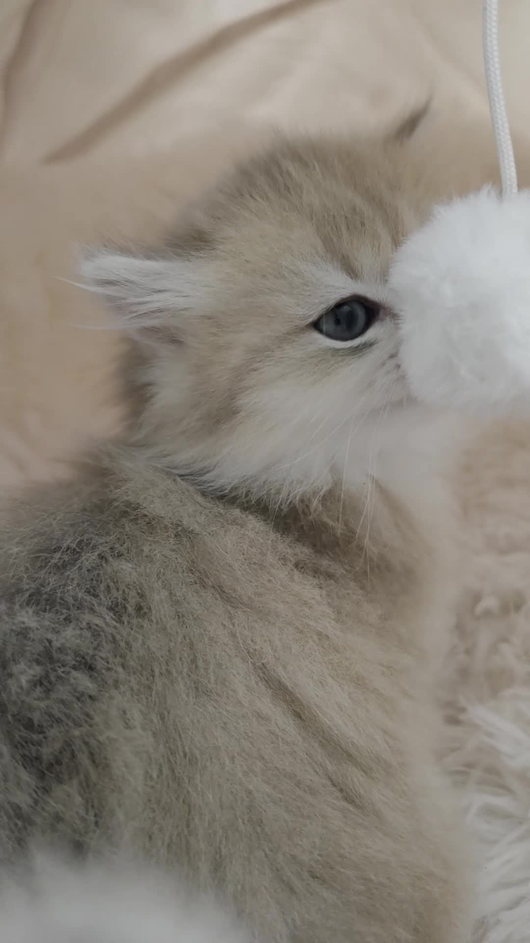 British Shorthair cats for sale: Last 2 kittens looking for forever home❤️ - Video 3