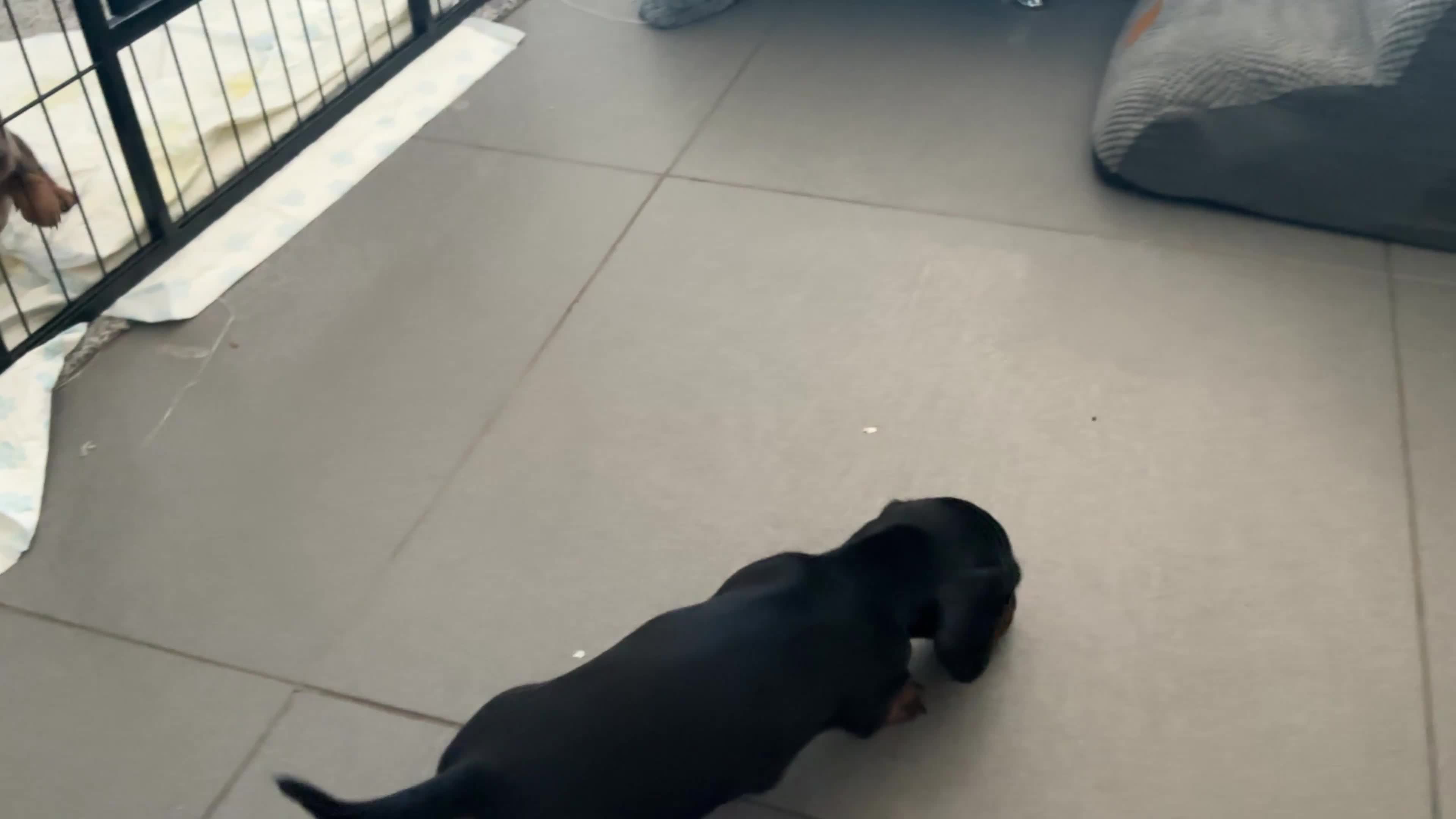Miniature Dachshund dogs for sale: Miniature dachshund pups.KC reg&council licensed - Video 1