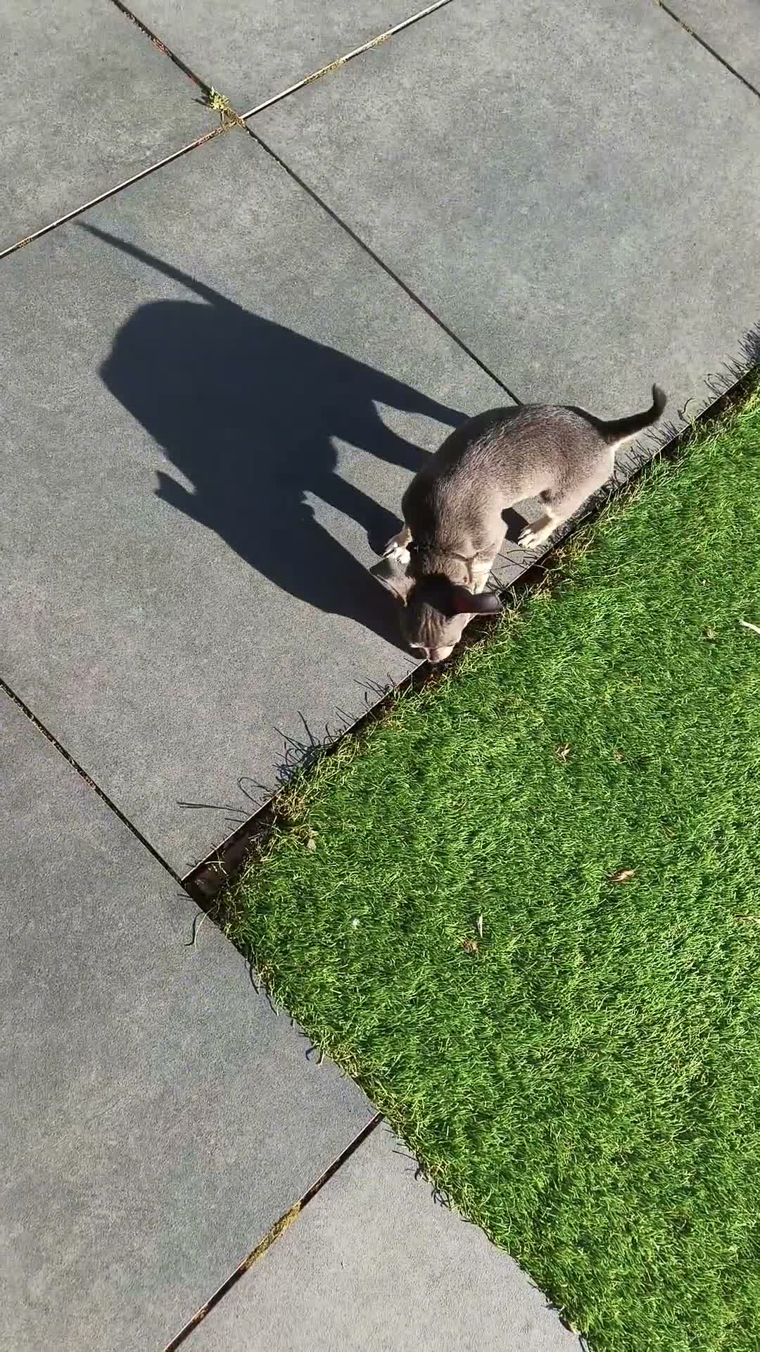Chihuahua dogs for sale: 🐾4 Adorable Chihuahua Puppies Need Loving Homes🐾 - Video 2