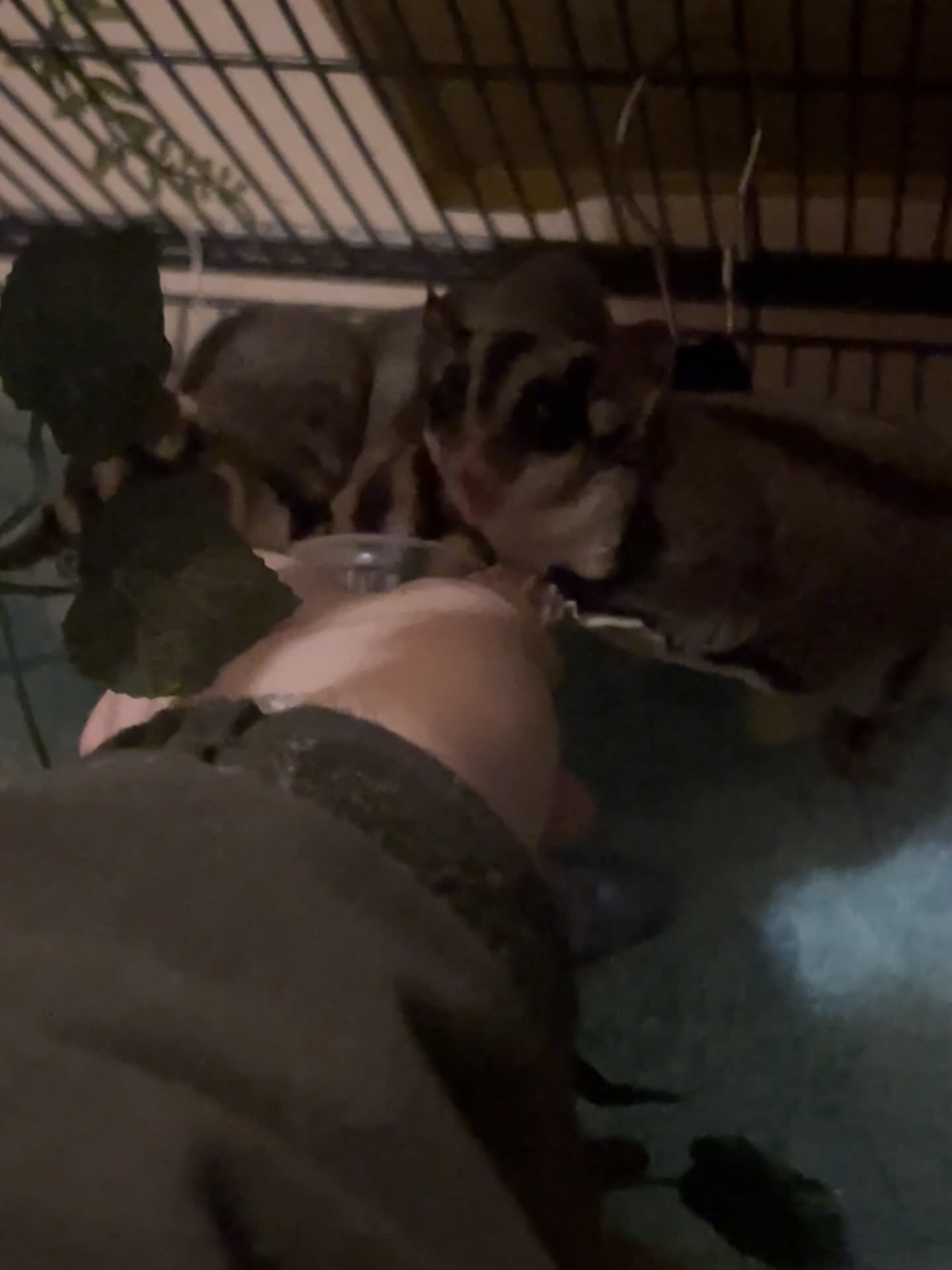 Sugar Glider rodents for sale: 3 x bonded male gliders  in Diss - Video 1