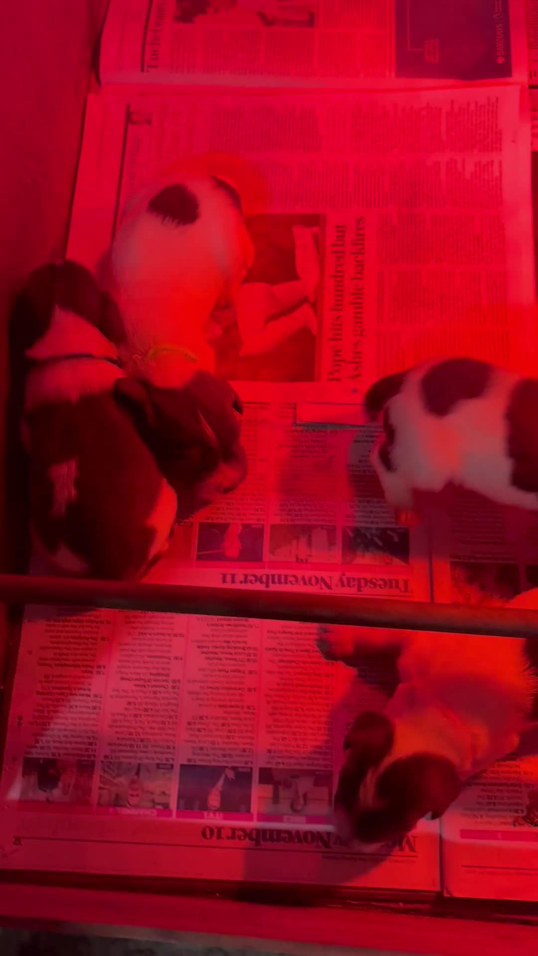 English Springer Spaniel dogs for sale: Working Springer Spaniels  - Video 3